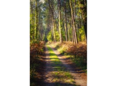 Programme immobilier neuf appart Soustons