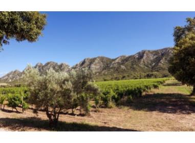 Programme immobilier neuf maison Saint-Rémy-de-Provence